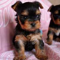 Fetița superbă Yorkshire Terrier mini toy