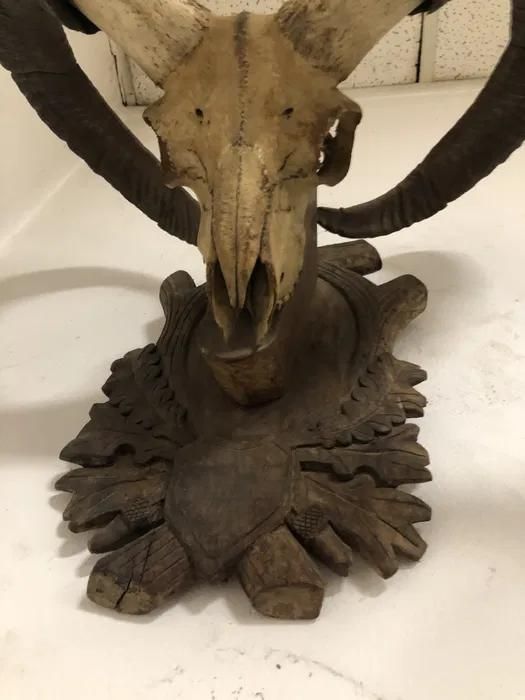 Trofeu coarne de muflon -A-