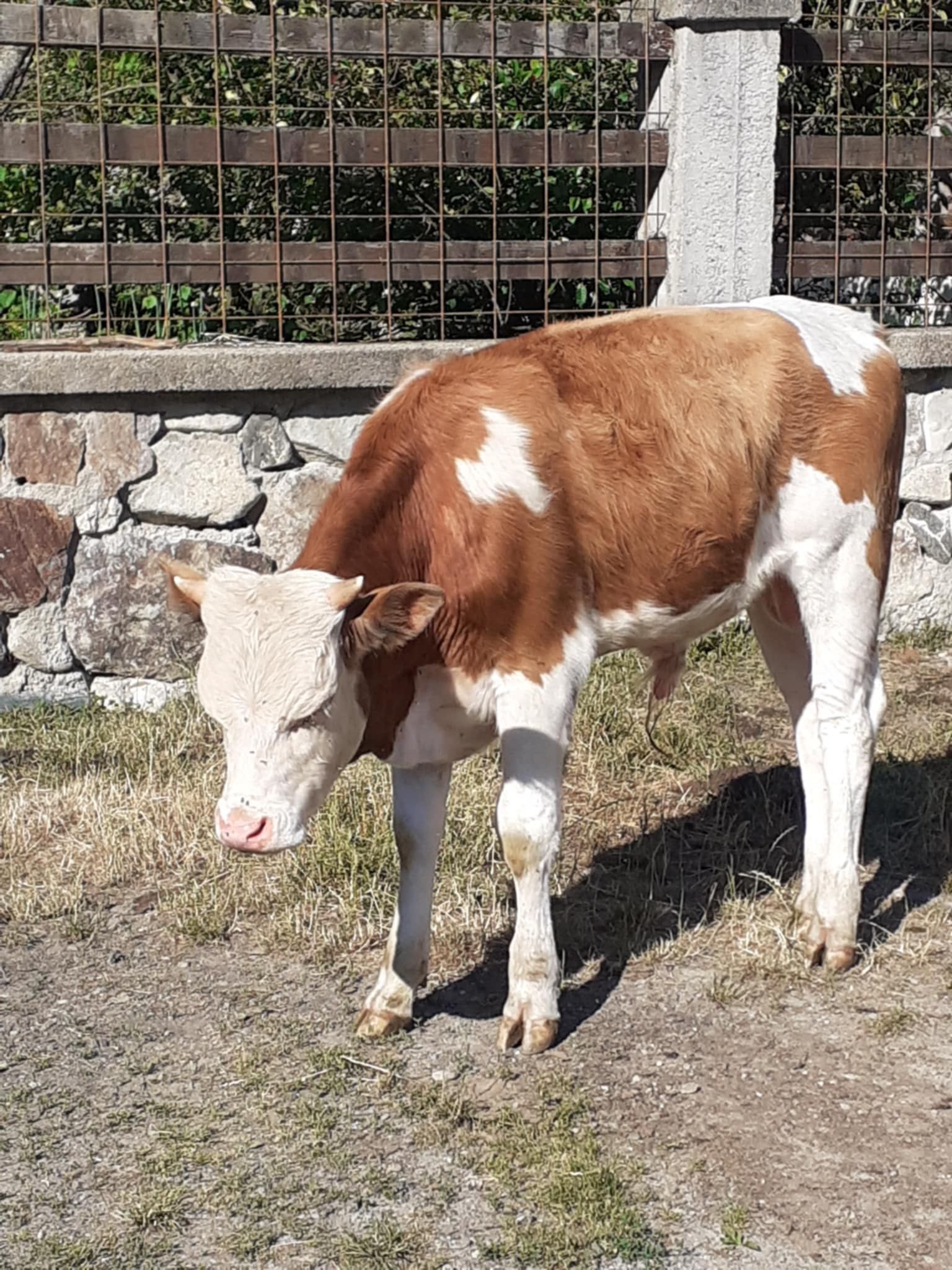 Tăurași de vânzare