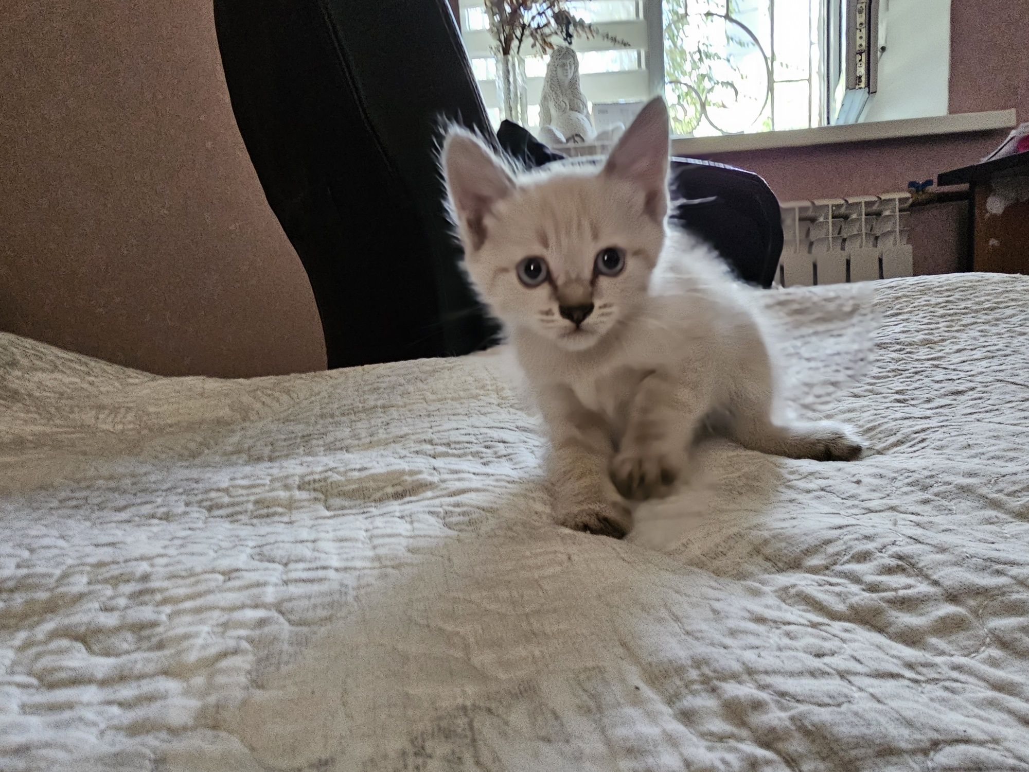 Котята супер красивые