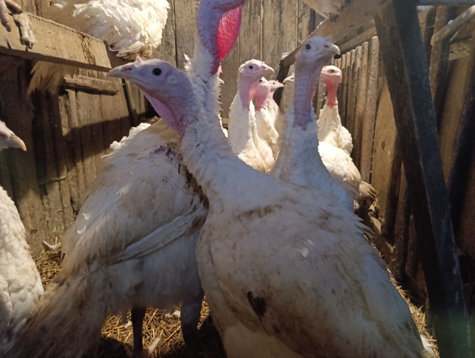 Продаётся  свежее мясо уток мясных и индюков