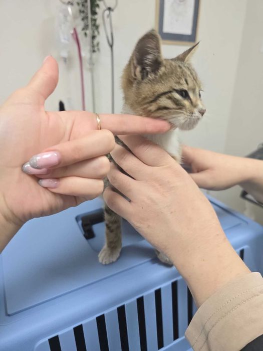 Търся дом за това прекрасно коте