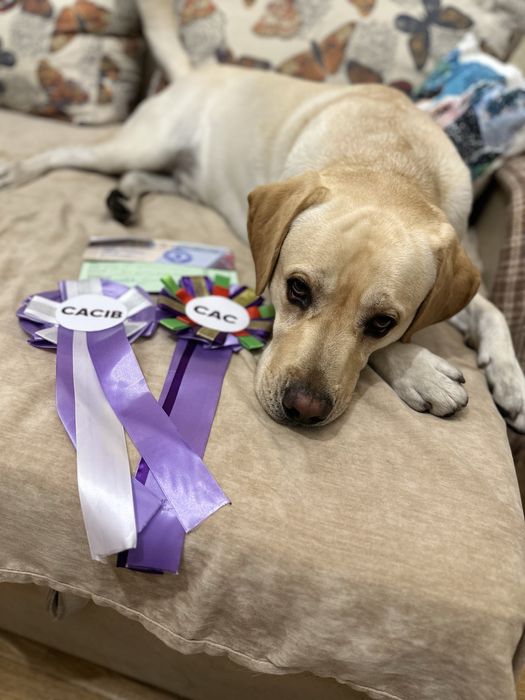 Вязка лабрадор ретривер