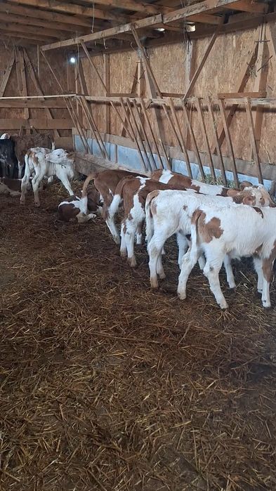 Aduc viței de rasă pe comandă dumneavoastră!!