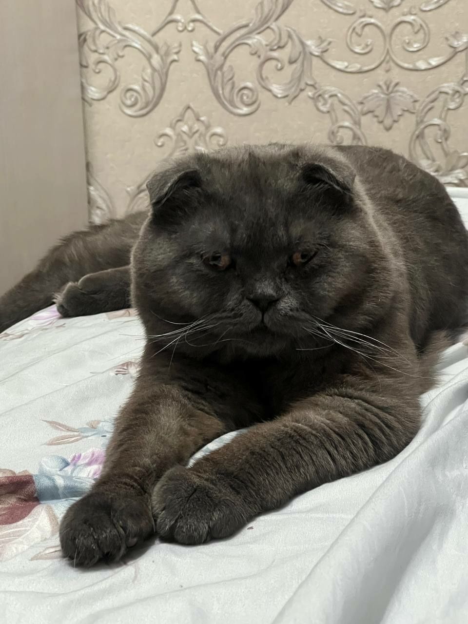 Scottish Fold bolalari sotiladi