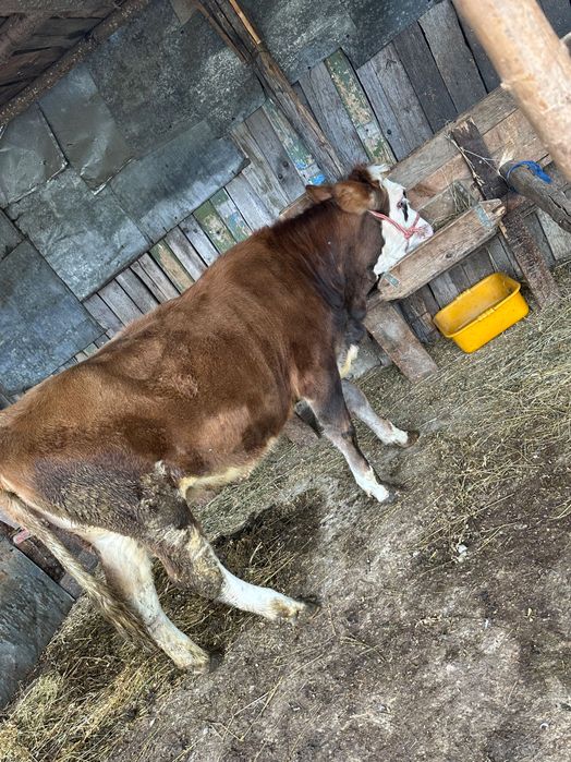 Vând vițica de 8 luni