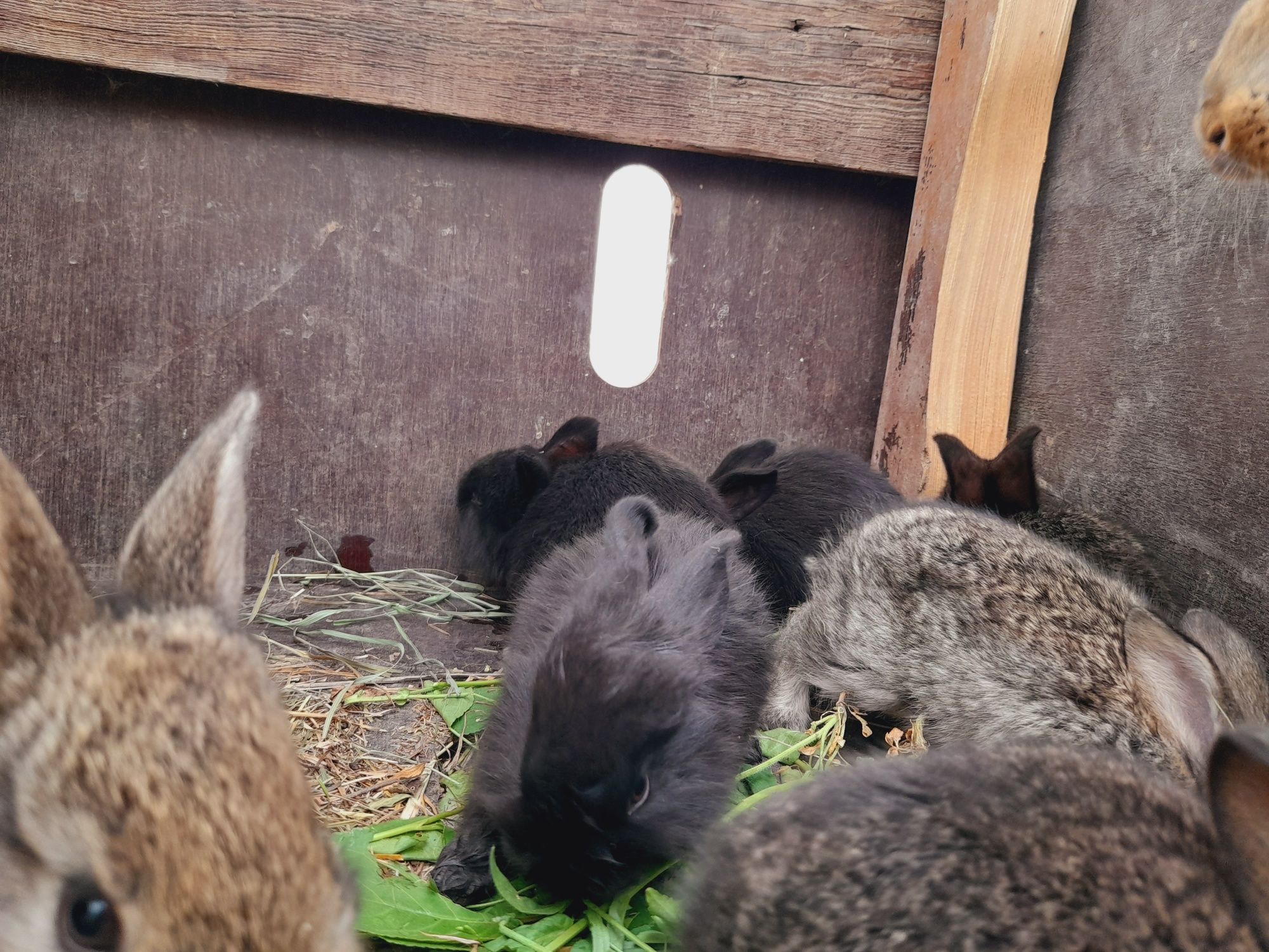 Кролики крольчата