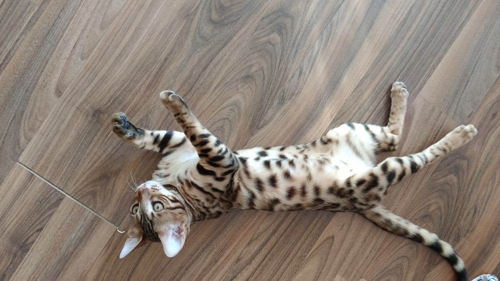 Продам котенка 4месяца