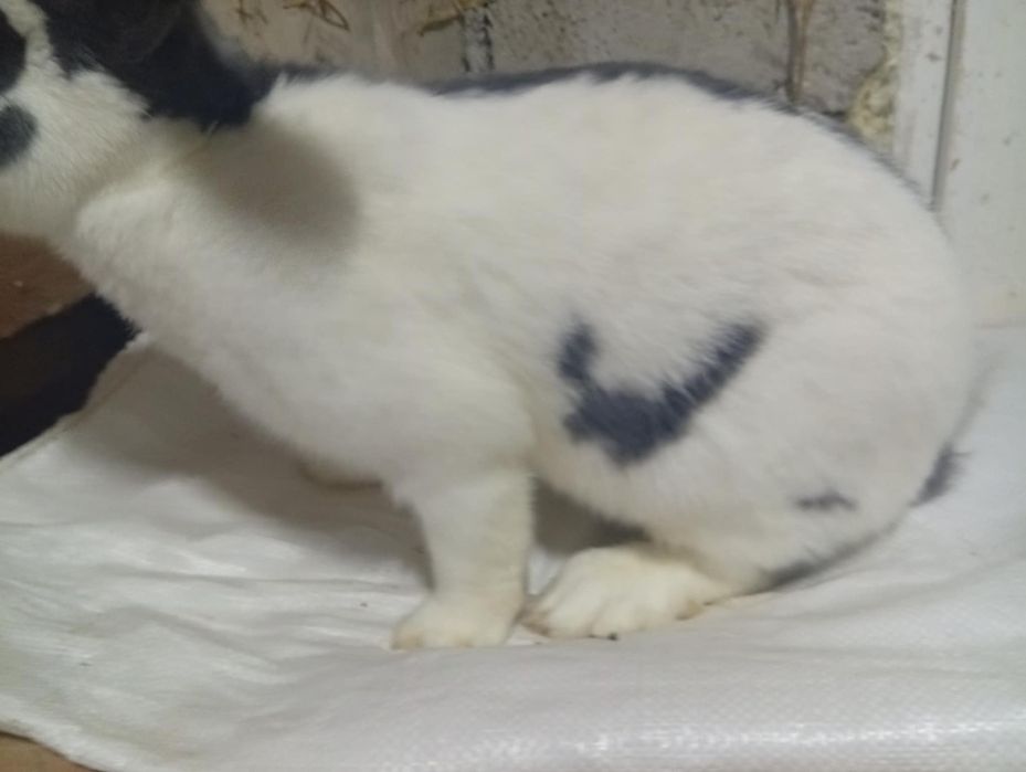 Vând iepuri fluture german și berbec german