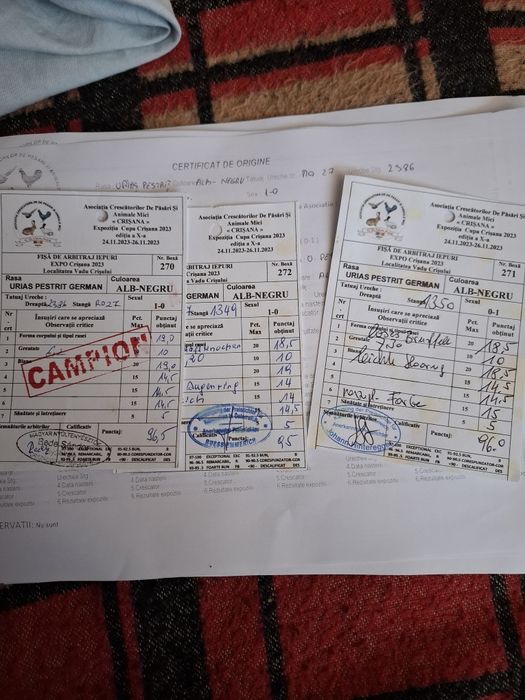 Vând iepuri fluture german rasa pură