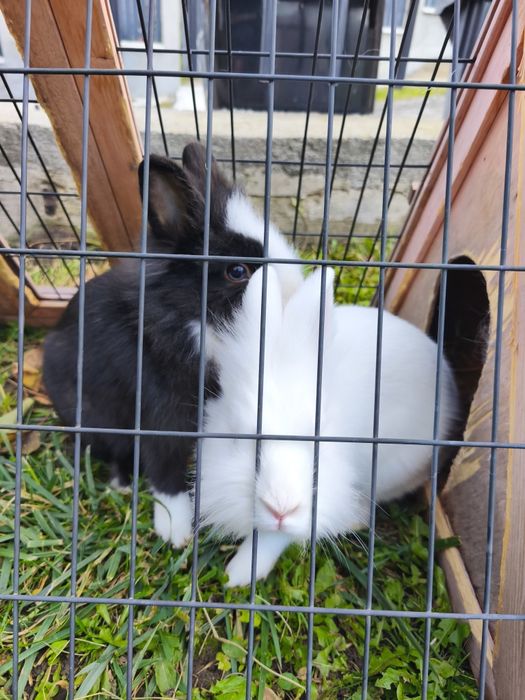 Vand iepuri cap de leu pitic