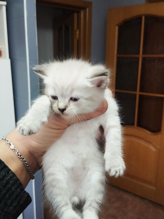 Котята бесплатно