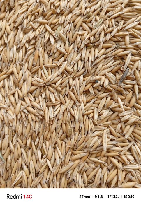 Овес сухой чистый