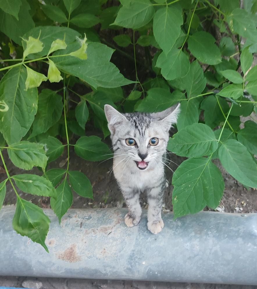 Котенок серенький, ласковый, девчонка