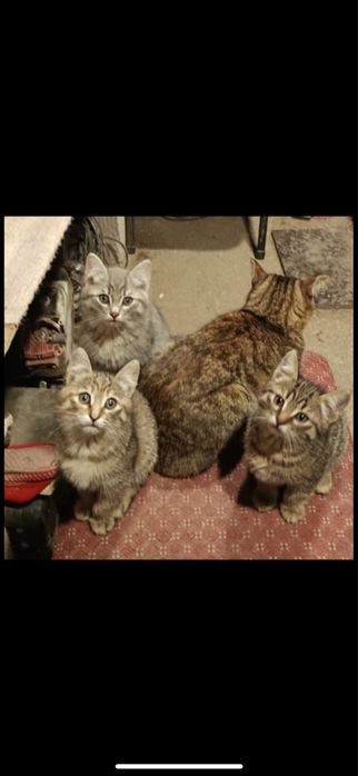 Котята в добрые руки бесплатно