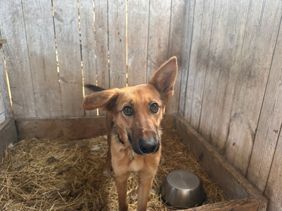 Собачка в поске любящего дома