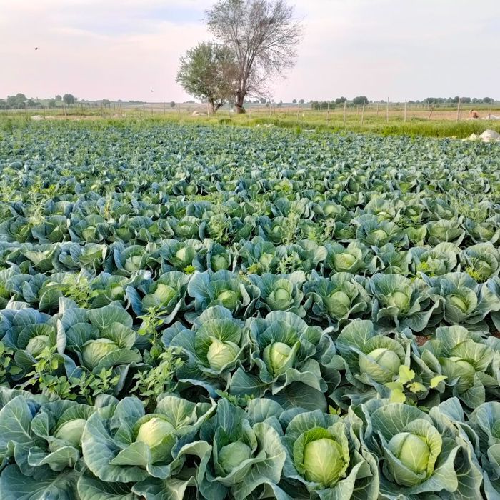 5 гектар жер сатылады