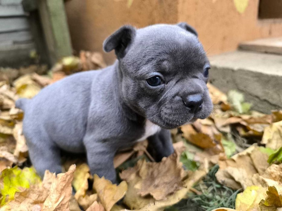 Pui de bulldog francez de rasă pură.