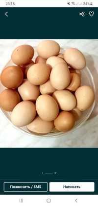 Домашний яйцо продается для инкубатора
