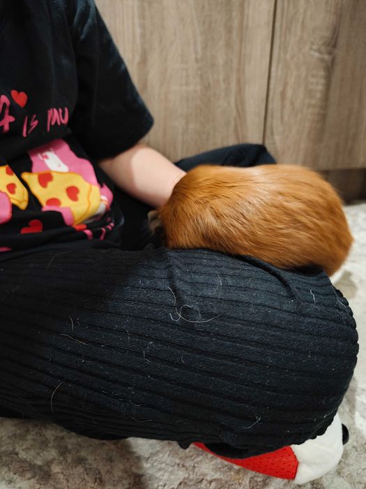 Продавам морски свинчета