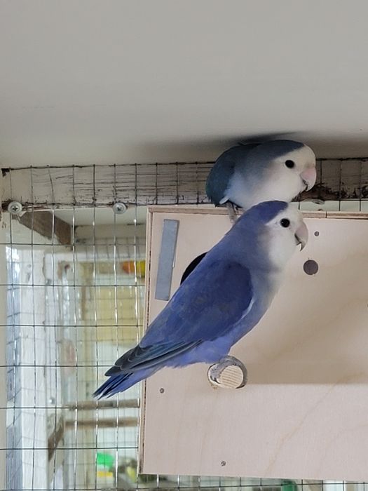 Неразлучник папугай