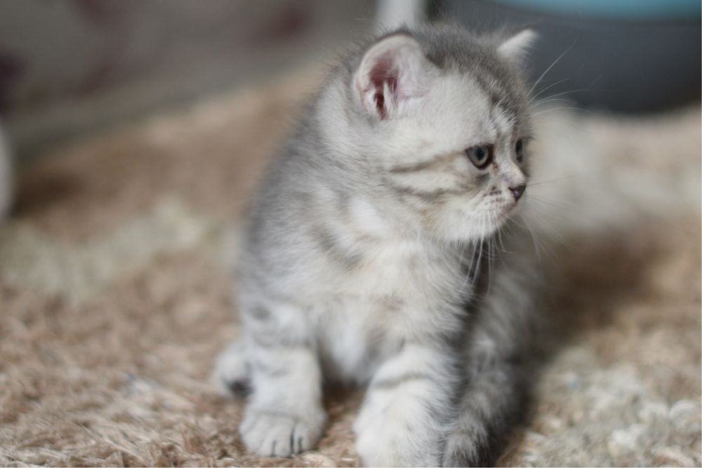 Скоттиш Страйт ( котята )