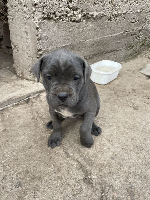 Кане корсо cane corso