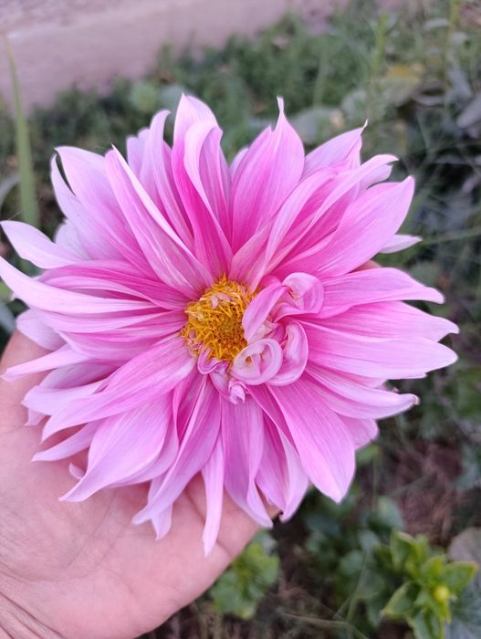 Гул Георгин картошкаси Цветы  Клубни Георгина