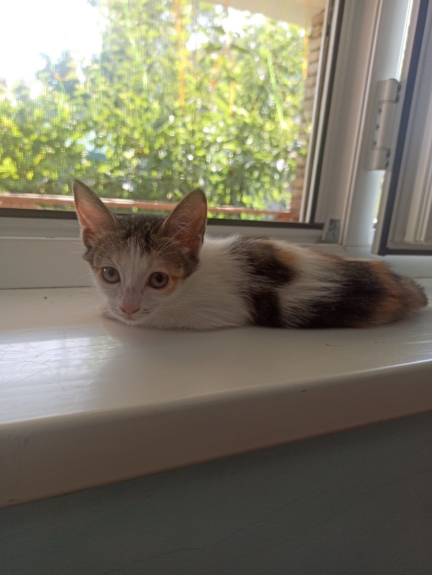 котята 2 месяца 1 кот и 2 кошки