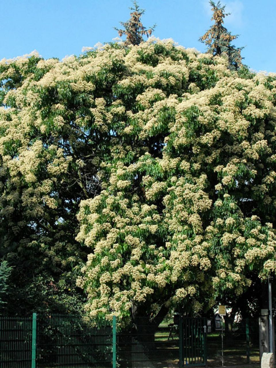 Эводия - пчелинное дерево