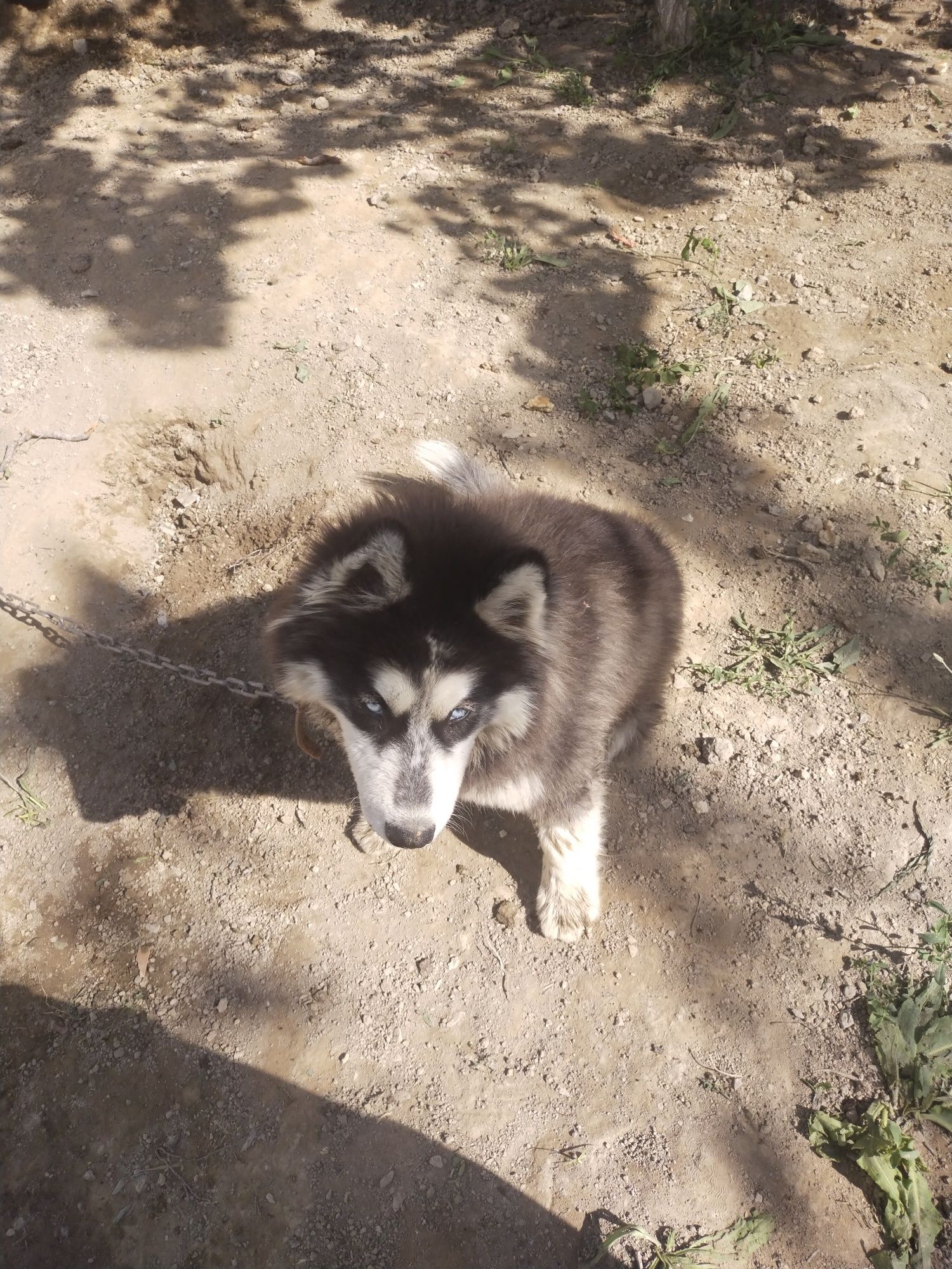 Toza Xaski kuchuk bolasi