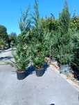 Leylandii chiparos brazi tuia