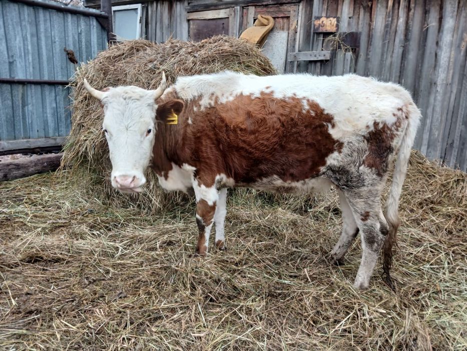 Продам коров 6 голов