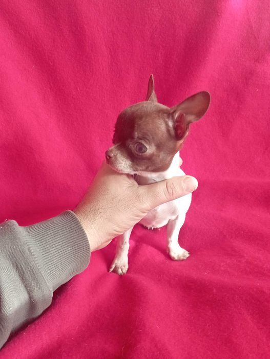 Чихуахуа шоко линия