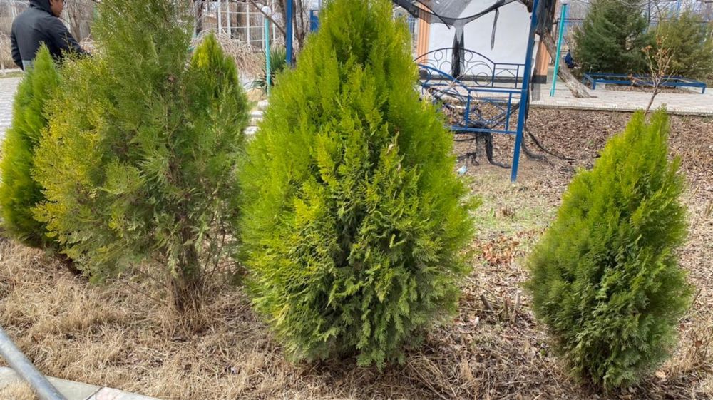 Акция Шок ценац от 3000тгСаженцы Туя Сосна Юка Самшит Тополь Декоротив