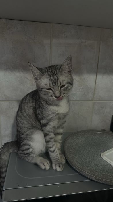 Продаю котик 1годик