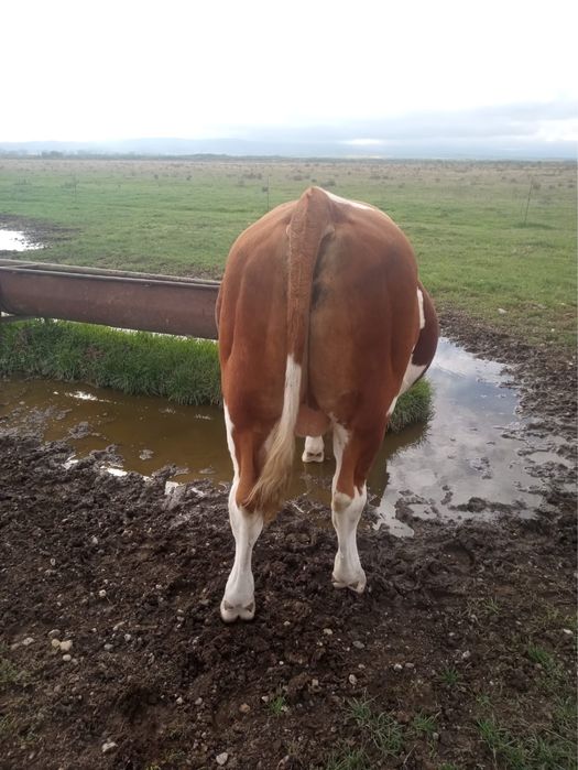 Viței si vitele albastru belgian si baltata romaneasca