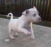 Pui American Bully