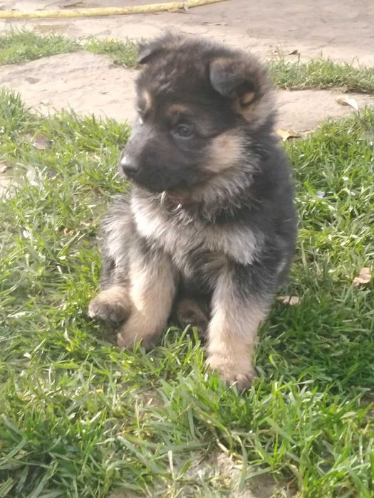 Немски овчарки на 2 месеца