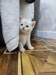 Котята на продаже