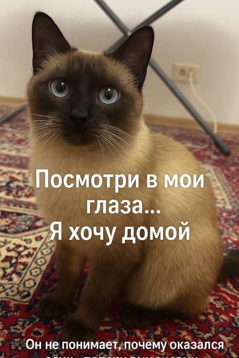 Срочно дом ласковому сиамскому котику