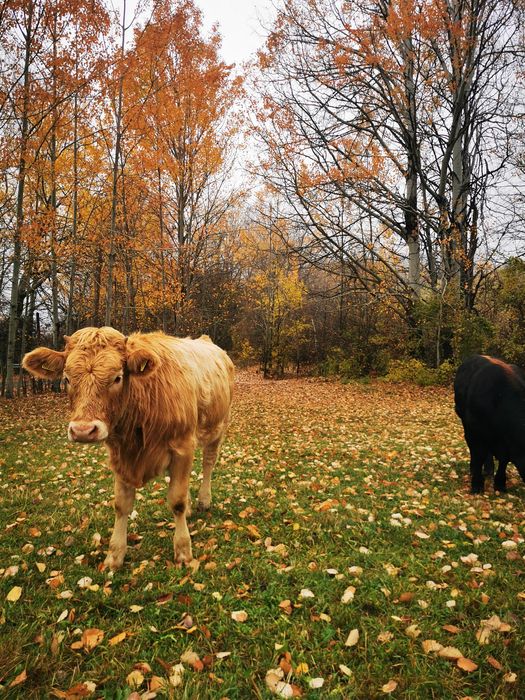 Продавам крави и телета