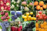 Плодов-ягодные саженцы, яблоня, груша, черешня, вишня, виноград