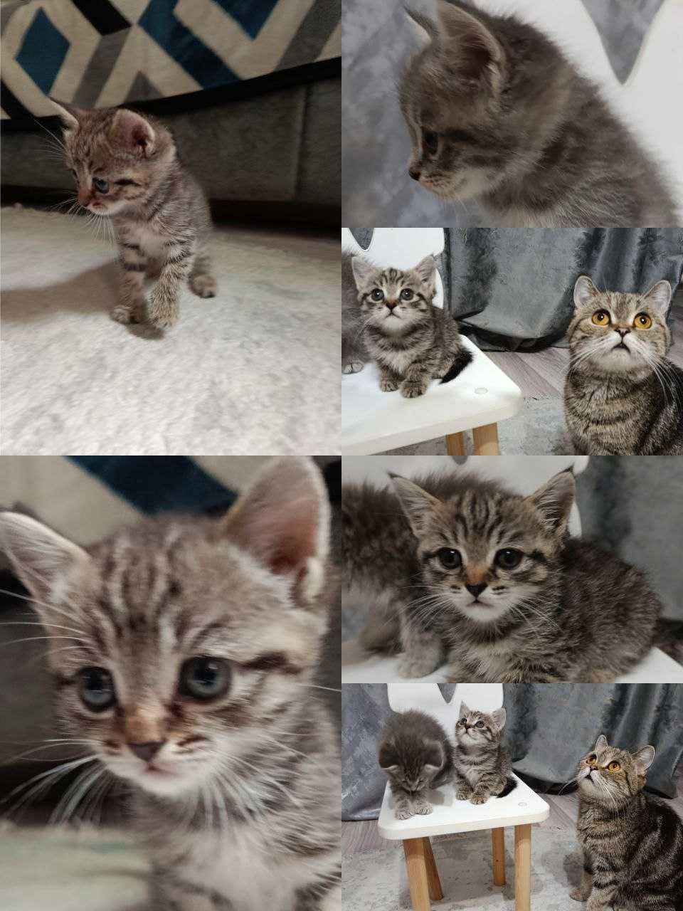 Продам котят скотиш страйт