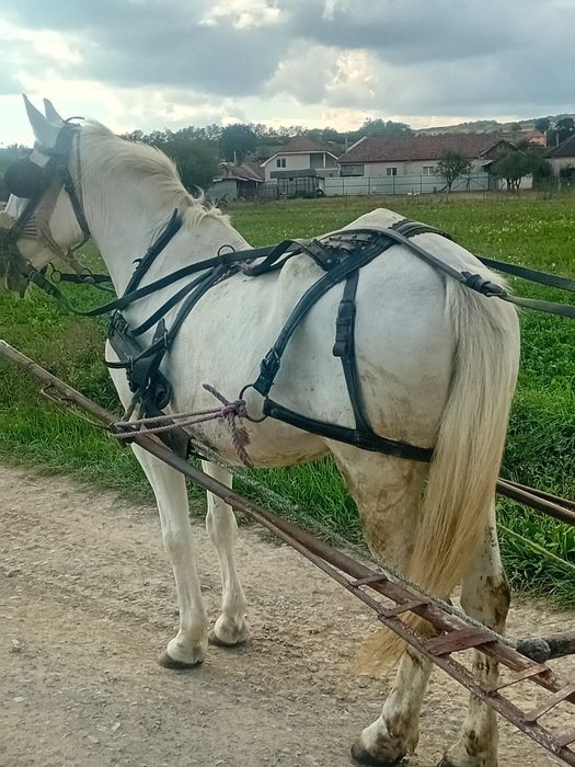Vând iapa de 9/10 ani