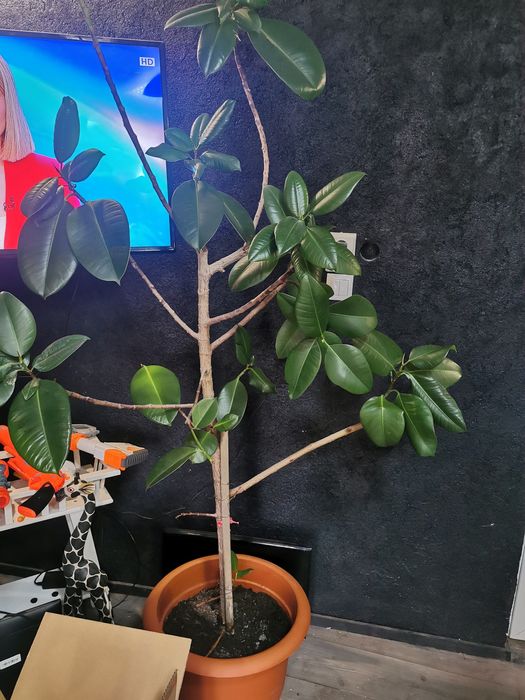 Ficus peste 2 m cu ramificatii