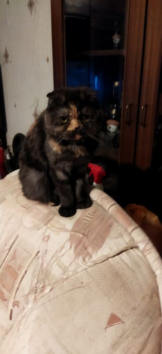 Шотландска клепоуха на 3 години момиче много кротичка и гальовна