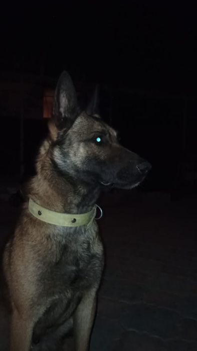 НЕ ПРОДАЕТСЯ - Кобель бельгийская овчарка, малинуа на  вязку, случка