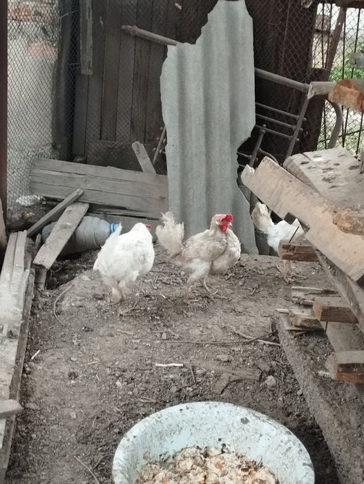 Продам курей на мясо