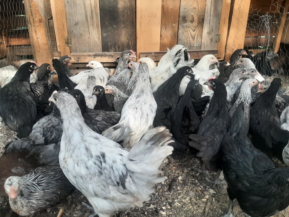 Pui de rasă,australorp